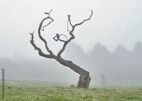 tree on the hill