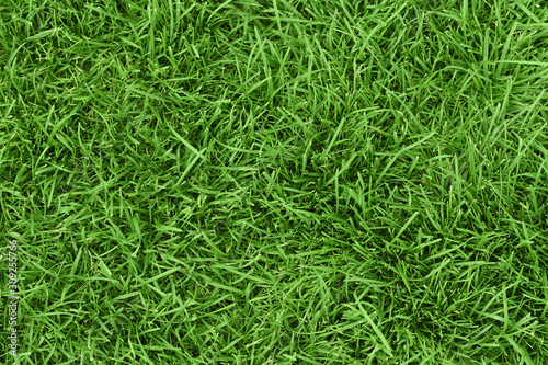 Green fresh grass pattern. Top view. Great texture. Photo background