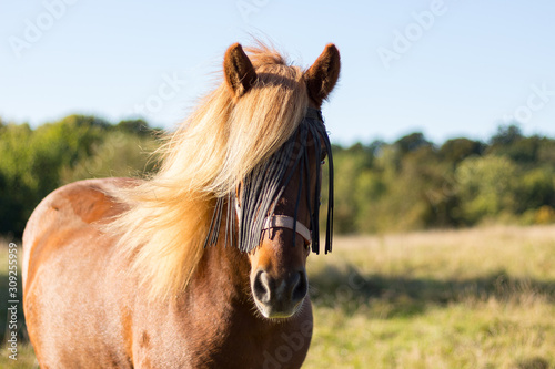 Brown horse on a field