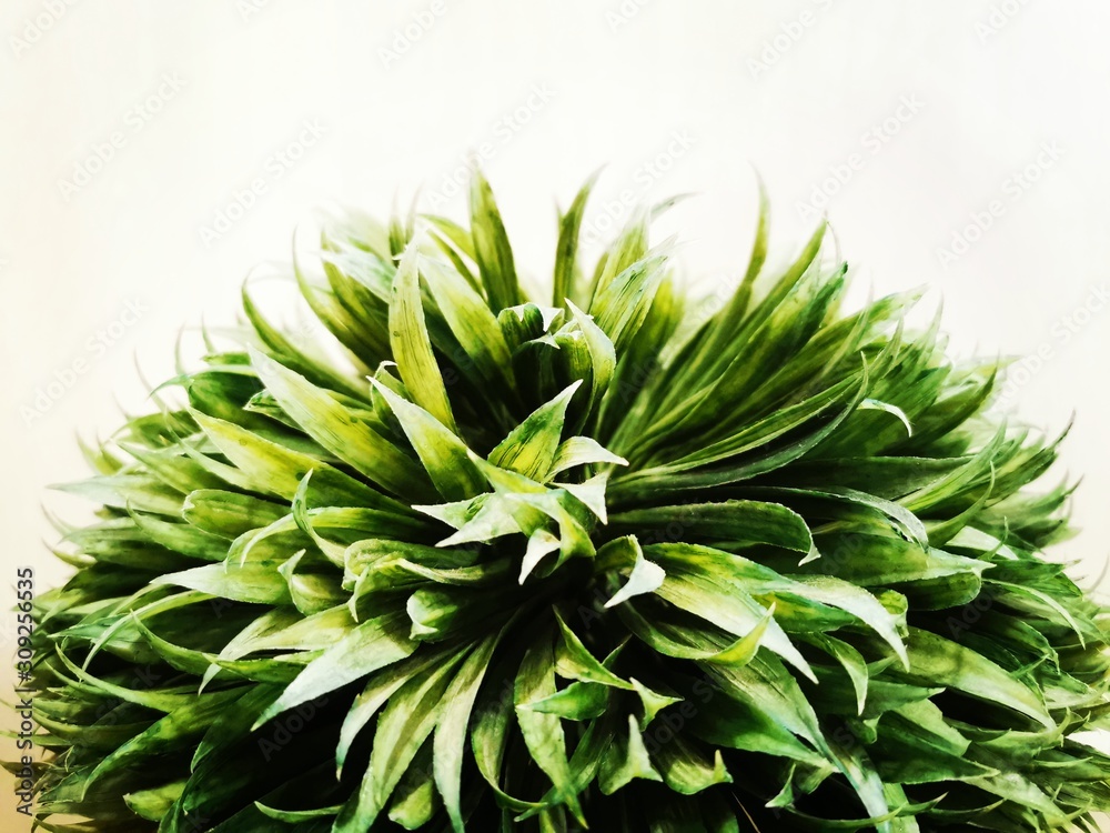 Beautiful plant interior decoration on white background. Small plant pot wrapped in ropes or rattan like material. Beautiful plant interior decoration on white background. Small plant pot wrapped in ropes or rattan like material.