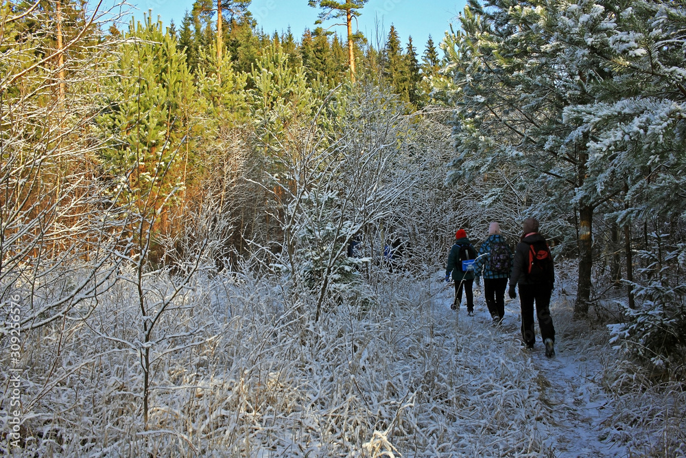 Forest in winter