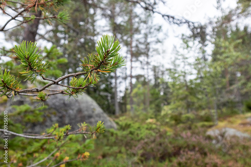 Wild green fir tree close up in northern forest with grey stones finnish nature background. Pine evergreen natural 