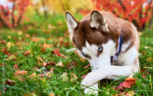 A pensive sad dog shyly hides his nose, lies on the grass of autumn orange leaves, looking ahead, an empty space for text. Horizontal the husky in white-brown color, blue eyes, large pointed ears.