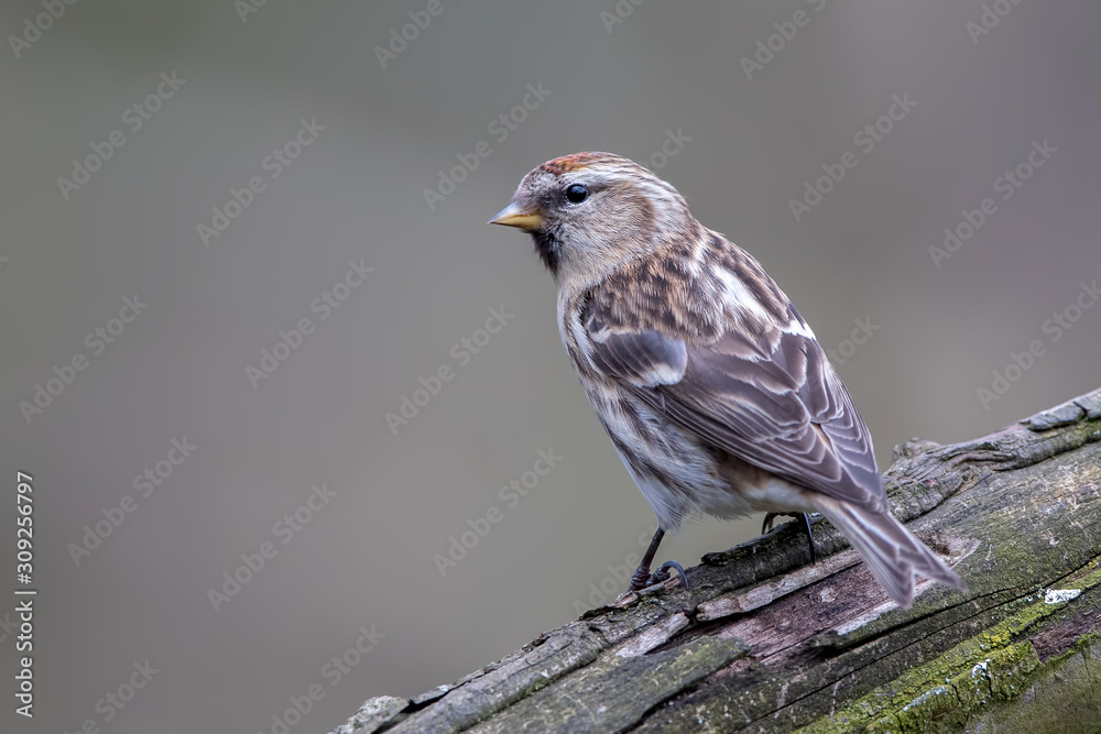 Fototapeta premium Lesser Redpoll Perched