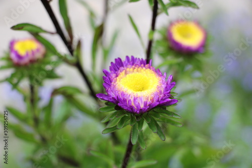 purple asters in the garden