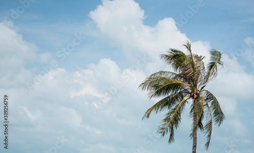 Green palm tree on blue sky background.