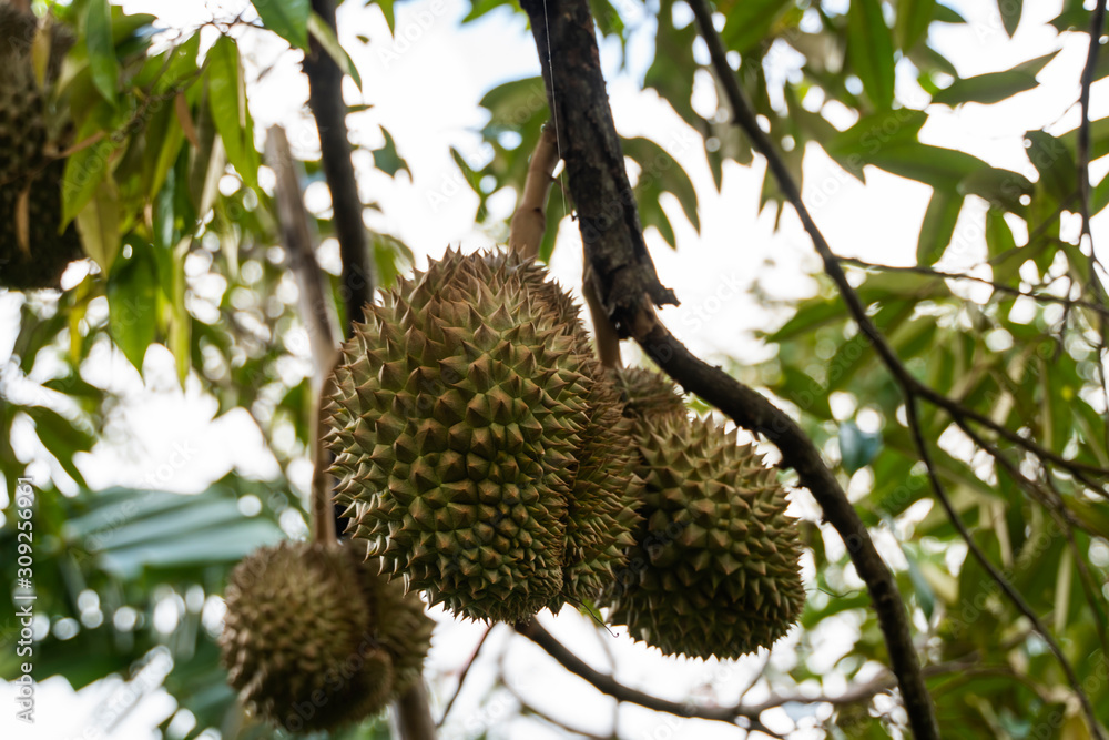 Durian - king of tropical fruit, on a tree branch in the orchard. Fresh durian on a tree in gardening system. Durian plantation. Durian can grow in suitable conditions. Special and useful plant. Durian - king of tropical fruit, on a tree branch in the orchard. Fresh durian on a tree in gardening system. Durian plantation. Durian can grow in suitable conditions. Special and useful plant.