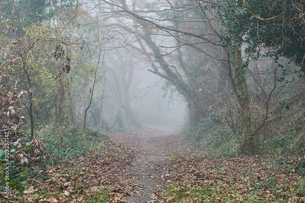 Obraz premium fog in the forest