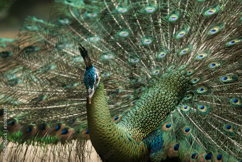 Obraz premium Peacock