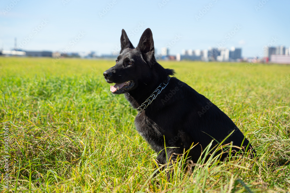 German shepherd of different colors on the green grass are sitting. A well-bred dog in the meadow walks and runs.