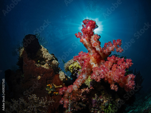 Fototapeta Naklejka Na Ścianę i Meble -  Soft Coral, Schleierbäumchen, Bäumchenkoralle (Dendronephthya sp6)
