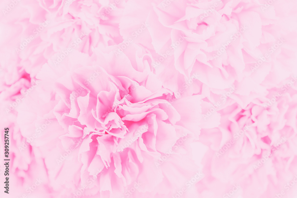 Soft focus of close up delicate pink pastel carnation flower