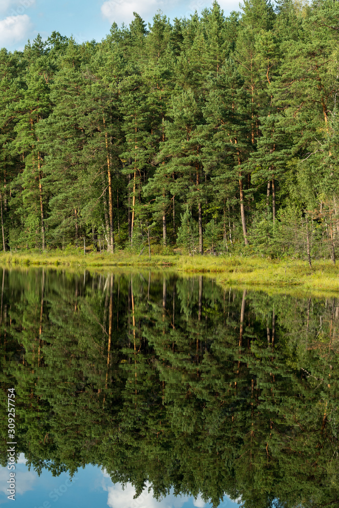 forest reflection in calm water of dystrophic lake