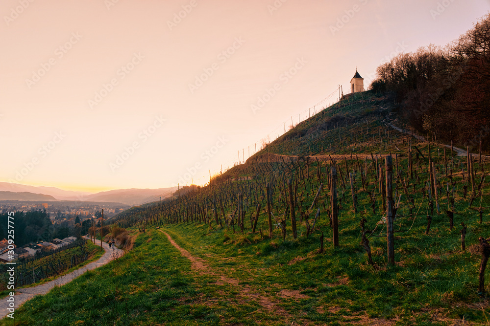 Romantic Landscape with vineyards in Maribor Slovenia