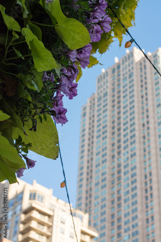 Flowers and a building