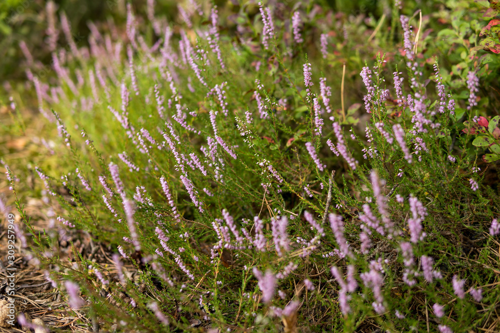 Obraz premium purple flowers of heather
