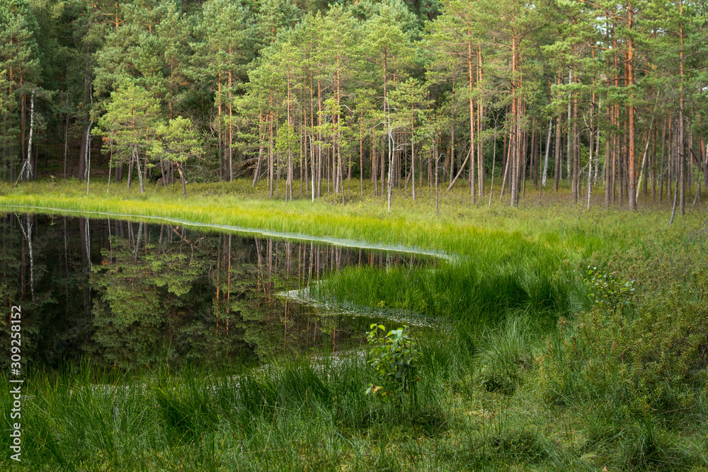 Obraz premium shore of a dystrophic lake