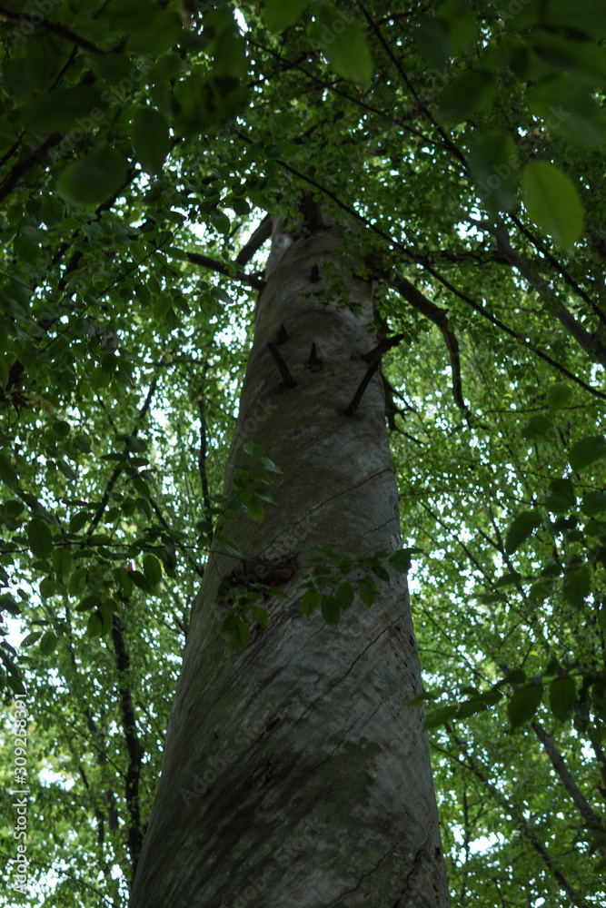 Fototapeta premium detail of very old pine