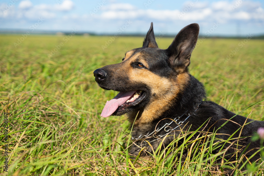 German shepherd of different colors on the green grass are sitting. A well-bred dog in the meadow walks and runs. German shepherd of different colors on the green grass are sitting. A well-bred dog in the meadow walks and runs.