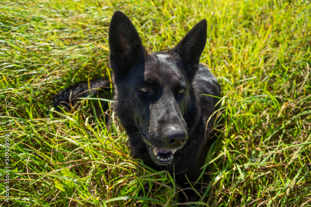 German shepherd of different colors on the green grass are sitting. A well-bred dog in the meadow walks and runs. German shepherd of different colors on the green grass are sitting. A well-bred dog in the meadow walks and runs.