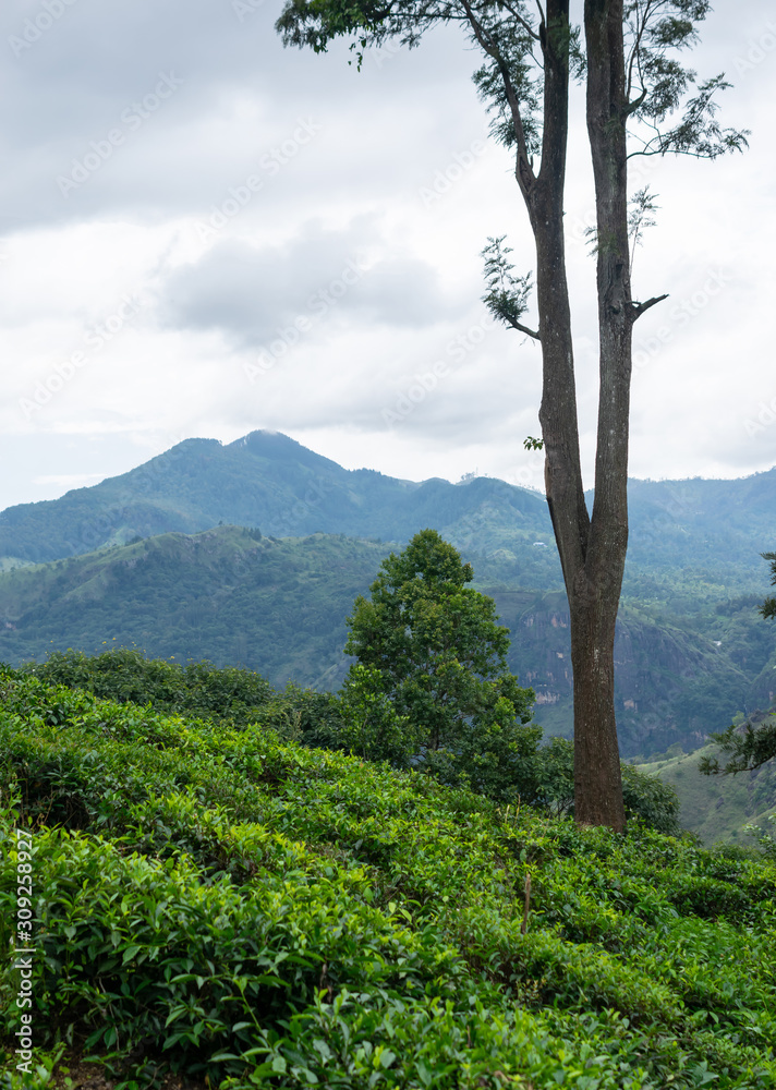 Obraz premium Beautiful scenery of tea plantations with mountains in the background