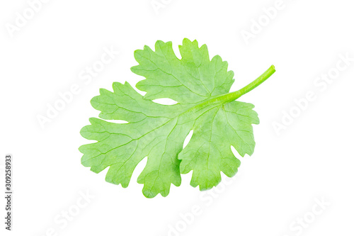 Coriander leaf isolated on white background with clipping path