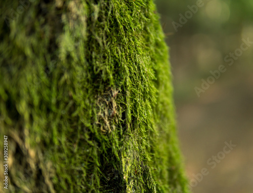 green moss on tree trunk