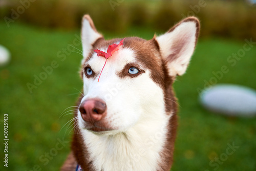 Funny dog squints eyes at each other, examines fallen orange leaf from tree on nose. Close-up portrait on background grass. Horizontal snapshot husky in white brown coloring, blue eyes, acute ears. © EverGrump