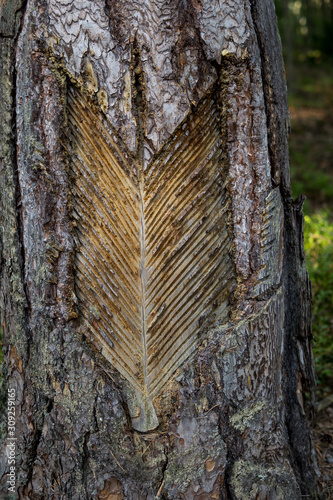 Fotografie process of obtaining rosin