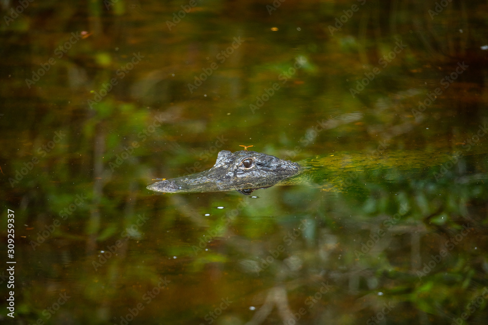 Obraz premium Alligator head. Everglades National Park. Florida. USA. 