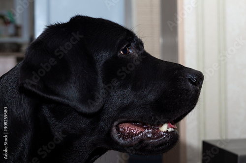 Portrait of a black labrador dog at home in profile close up