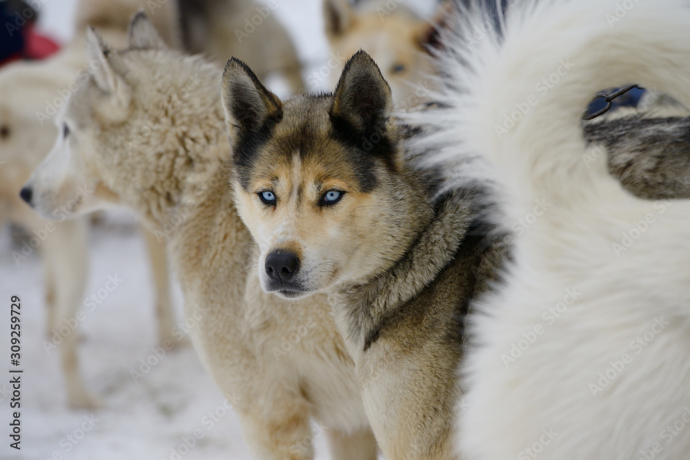 Fototapeta premium Seppala Siberian Sleddog with blue eyes waiting to be harnessed for dog sled races