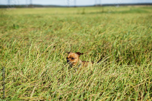 Little dog Toy terrier with character. Walks on a meadow and on green grass at sunny day. Brown