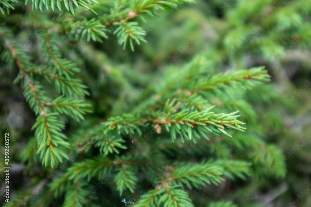 Saturated green pine tree fir needles. Evergreen forest macro close up texture blurred background