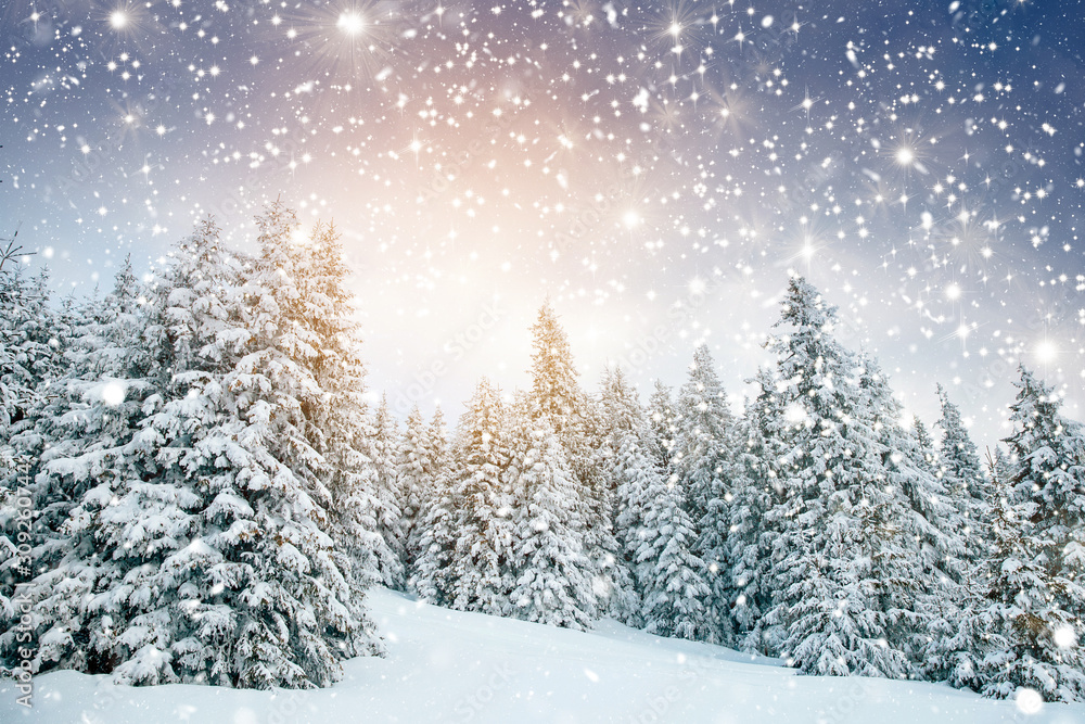 Fototapeta Scenic winter landscape with snowy fir trees. Winter postcard.