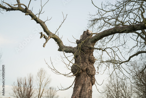 Ein Alter abgebrochener Baum der wie ein Ent aussieht der seine Äste wie Arme ausbreitet