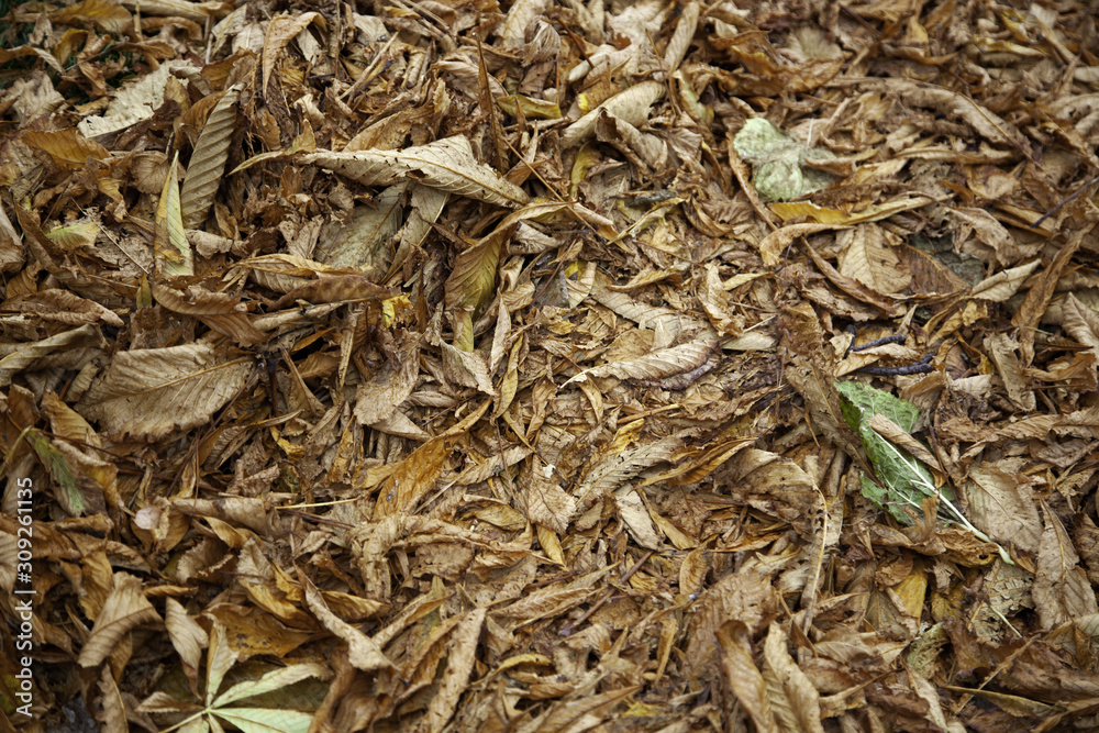 Autumn leaves