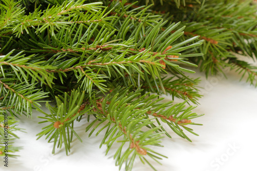 fir branch on white isolated background