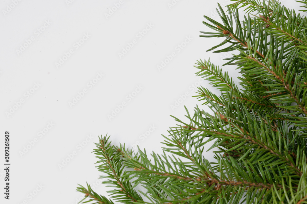 fir branches on white isolated background