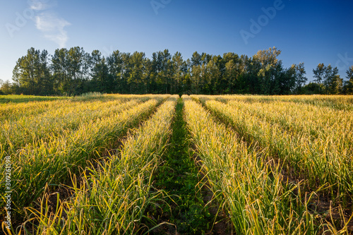 Rows of garlic scapes ready for harvest in a garlic farm in Abbotsford, BC, Canada
