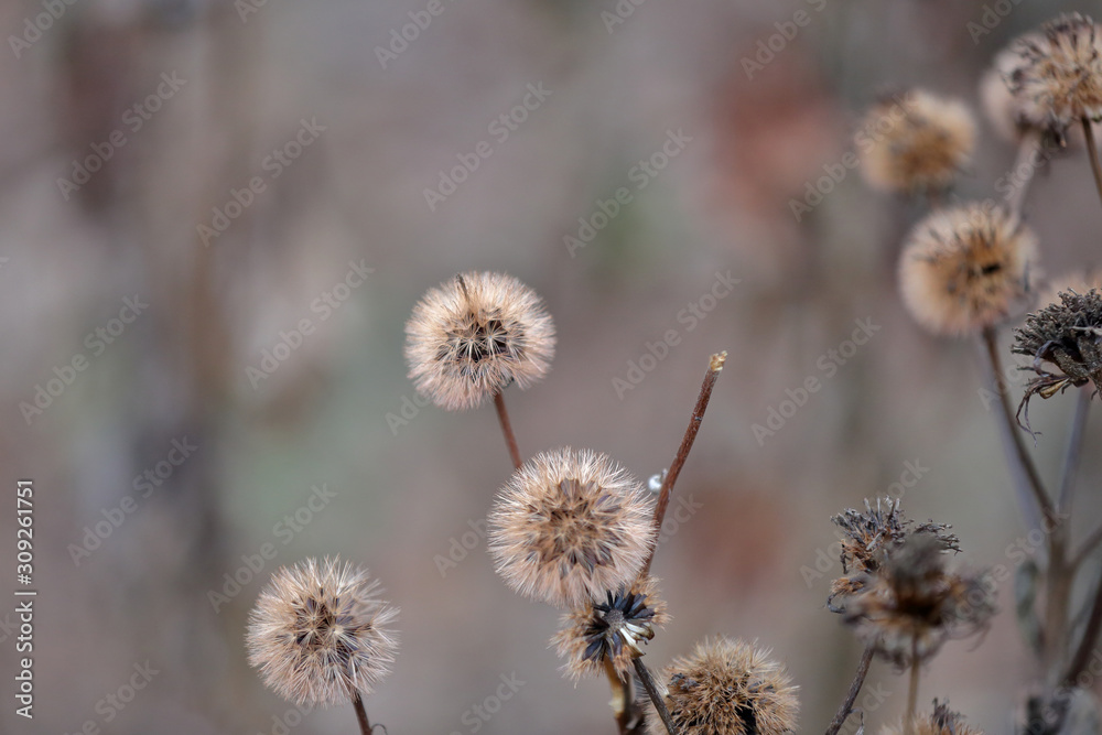 Unusual dried plant in a city park in early winter