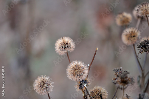 Unusual dried plant in a city park in early winter