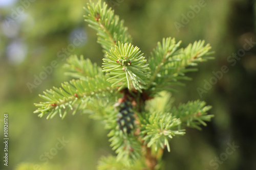 fir branch with cone