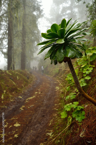 Close-up of a wet rainy plant with walkers in the background