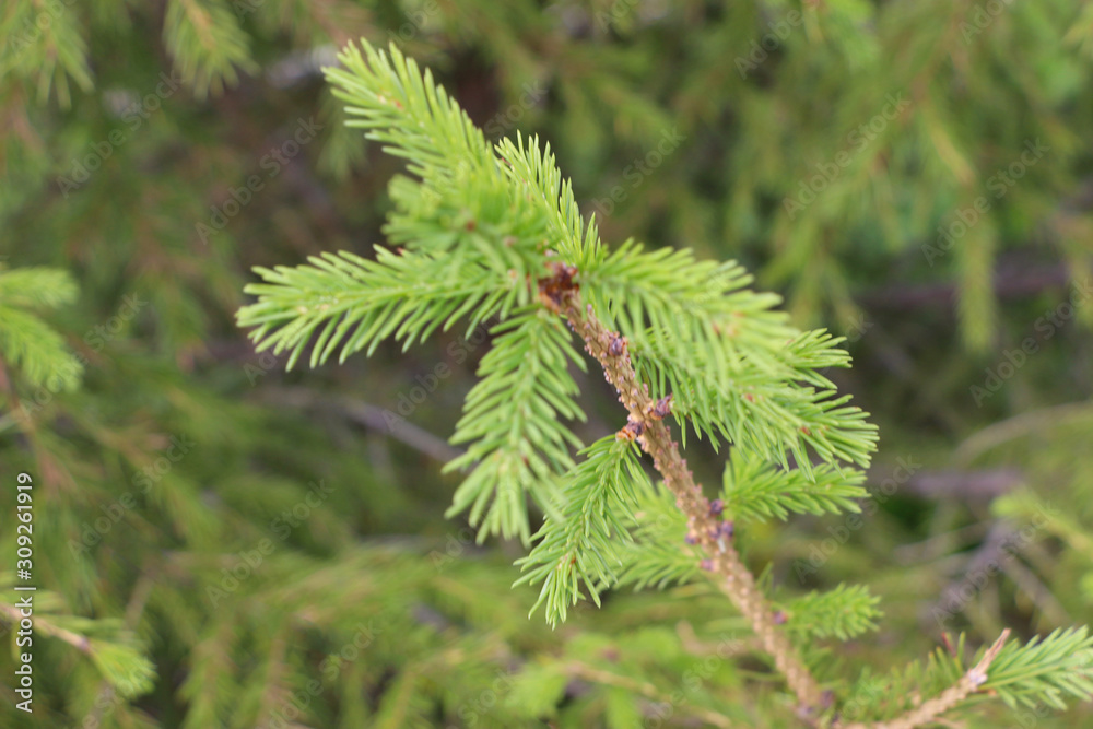 fir branch fir branch