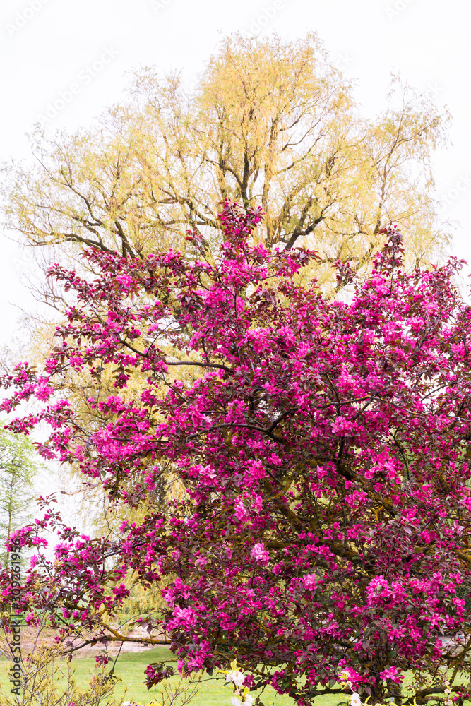 beautiful blooming ornamental apple tree with purple flowers in the foreground, and large willow branches with light yellow leaves in spring