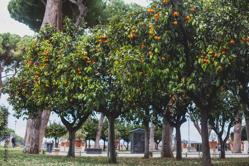 Photography View of Savello Park in Rome, the Orange Garden, in italian: guardino degli Aran