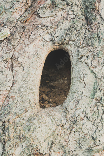 Baumhöhle in einem Alten Baum