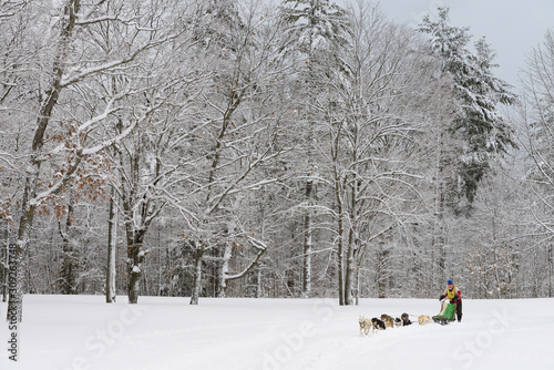 Snow covered trees in forest with older bearded musher with six dog sled team at start of race photo