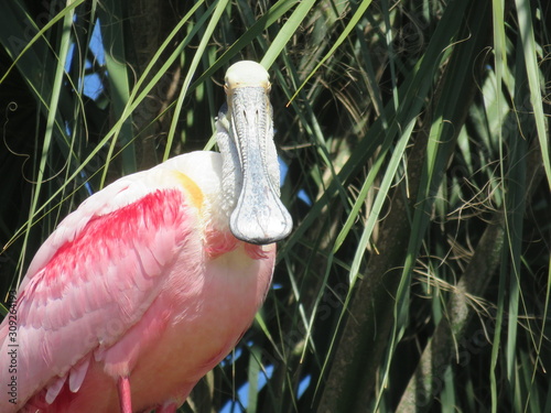Roseatte spoonbill bird resting with green tree in backgound photo